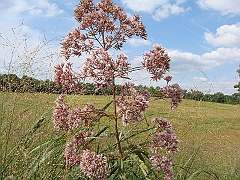 080 Longwood Gardens [2008 August 23]